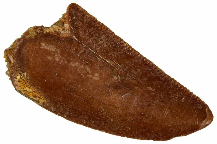 Serrated Raptor Tooth - Real Dinosaur Tooth #298127